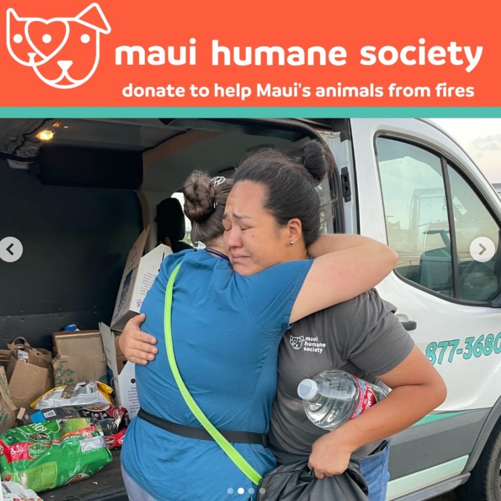 Lahaina 🐈🐴🐇🐾🐶🐎🦮🐾🐈⬛🐓🐰Rescued Lahaina Animals - Picture 11 of 14